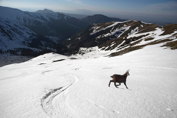 Mountain sheep on the ski track