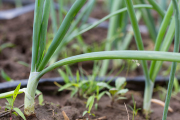 watering system drop by drop on growing onions