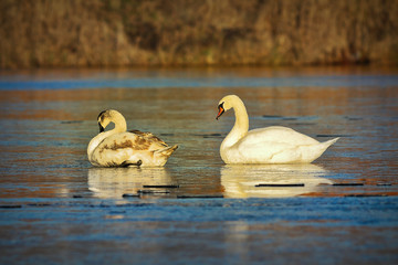 two mute swans on frozen lake