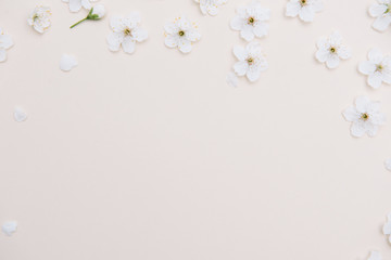 Fototapeta na wymiar White pastel spring flower on color background . Cherry blossom flower illustration. spring and summer background. Top view