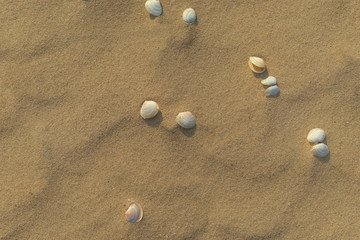 Fototapeta na wymiar Small seashells on the yellow sand