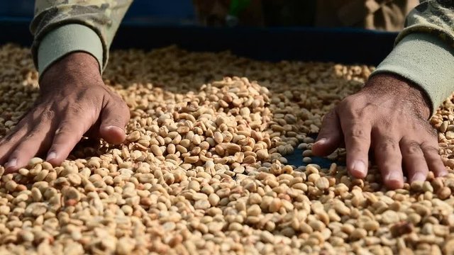 dry organic green bean selecting in coffee milling process, Coffee drying procedure