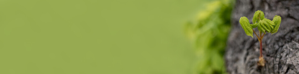 Chestnut leaves budding - banner