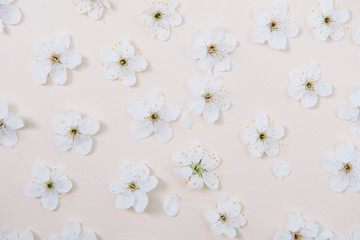 White pastel spring flower on color background . Cherry blossom flower illustration. spring and summer background. Top view