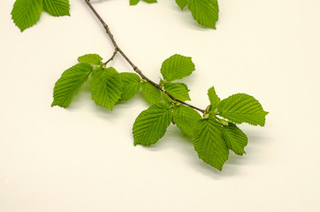 Delicate sprig of hazelnut with the first spring tender, corrugated, serrated light green leaves on a white background