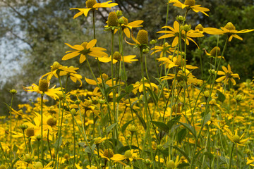  Yellow color splendor of the fields