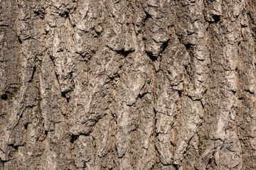 Tree bark texture