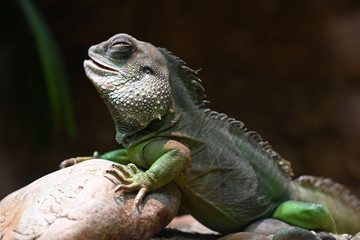 Reptil