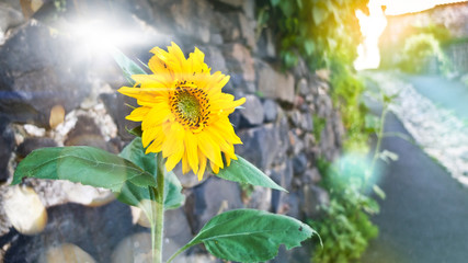 Sunflower natural background, sunflower blooming