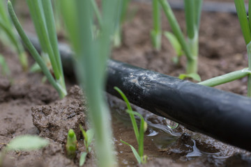 Drip Irrigation System