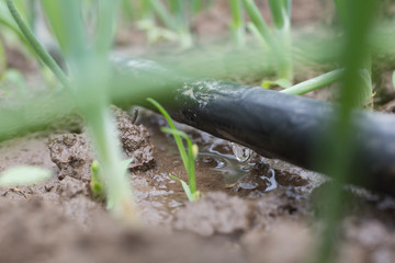 Drip Irrigation System
