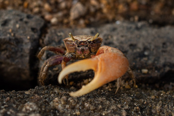 macro photo of Minuca vocator crab on sand