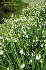 Obraz premium Flowers near a lake