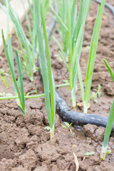 Drip Irrigation System