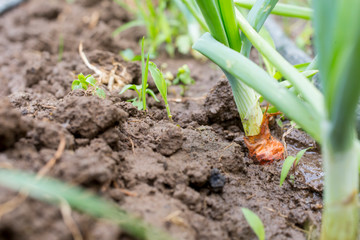 Vegetable garden with drip irrigation system. Drop by drop equipment for gardening.