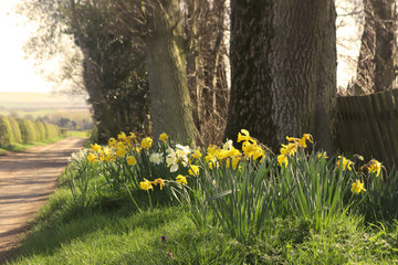 Daffodils dying off in the heat of the Spring sunshine.