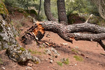 Árbol caído en un camino por los efectos del viento