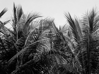 coconut leaf black and white style