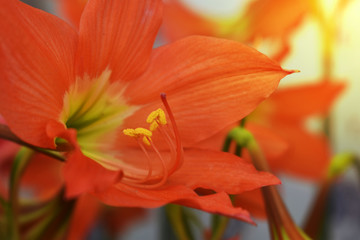 flowers in vase