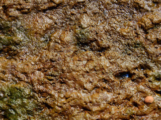 wet mud texture