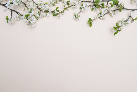 photo of spring white cherry blossom tree on pastel background. View from above, flat lay, copy space. Spring and summer background.
