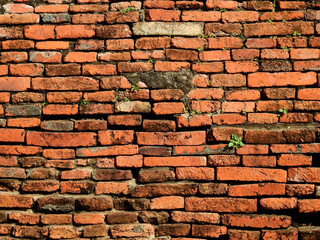green plant growth on old brick wall