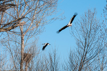 Couple of storks flying
