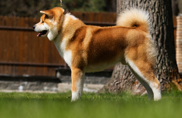 Japanese Akita dog standing