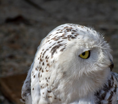Snowy owl. Close-up photo