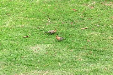 Two Hoopoe bird sitting on green grass close-up