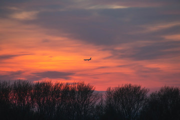 bright orange sunset over the forest