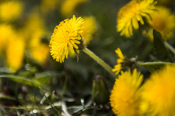 Żółty kwiat mniszka lekarskiego
