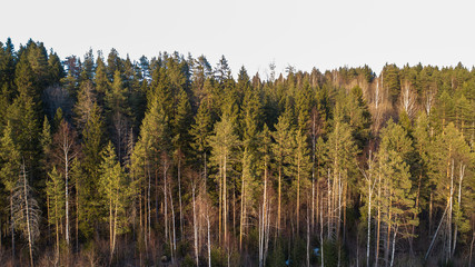 Wilderness forest trees in sunny spring day landscape view