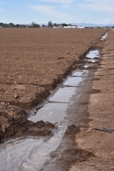 Arizona irrigated field