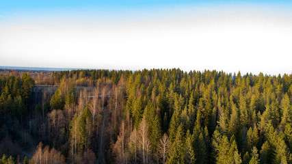 Wilderness forest trees in sunny spring day landscape view
