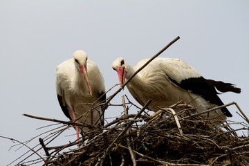  Stork pair at nest building