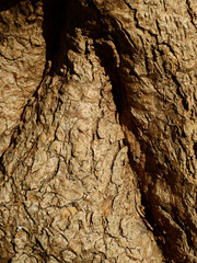 tree bark texture