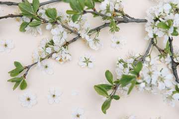 photo of spring white cherry blossom tree on pastel background. View from above, flat lay, copy space. Spring and summer background.