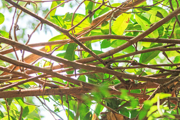 green leaves of a tree