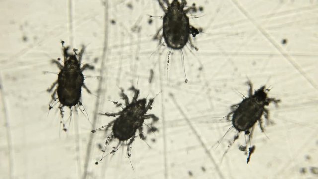 a granary or flour mite under a microscope, the name Acaroidea, Acarus siro, is a pest that destroys products such as corn, cheese, fruits and many others
