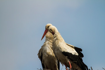 Liebestanz Weisser Störche