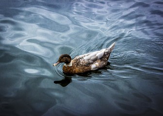 Paro en el lago San Pablo
