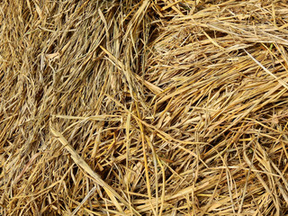 pile of hay dry straw
