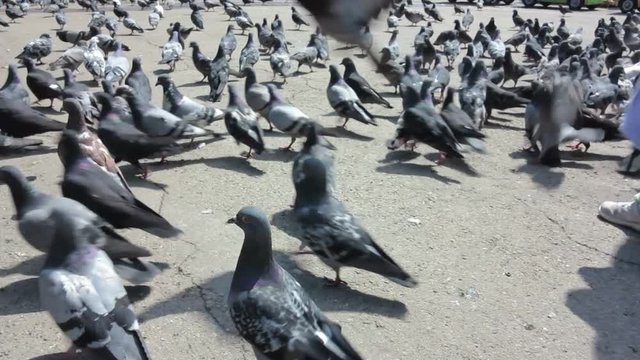 pigeon, bird, dove, feeding, child, urban, baby, little, kid, animal, care, city, hand, childhood, people, food, flying, young, park, play, happy, autumn, cute, fly, wings, fun, small, square, feed, p