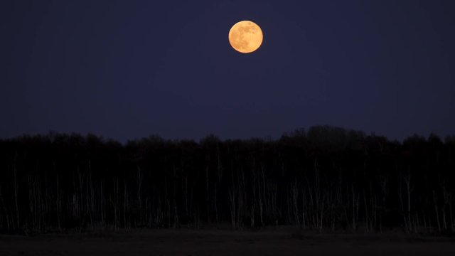 Amazing new full moon and forrest 4k visual resource explainer background youtube cover footage   Amager F&aelig;lled Copenhagen Denmark