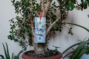 The US dollar hangs on the money tree, a Chinese symbol of prosperity and good luck.