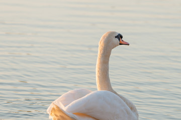Swan by the lake shore at sunset