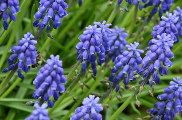 blue flowers in the garden