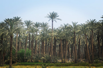 Bosque de palmeras de dátiles el Cairo