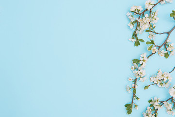 Obraz na płótnie Canvas photo of spring white cherry blossom tree on blue background. View from above, flat lay, copy space. Spring and summer background.